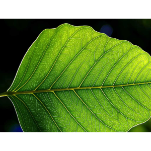 blad_leaf_kvadrat
